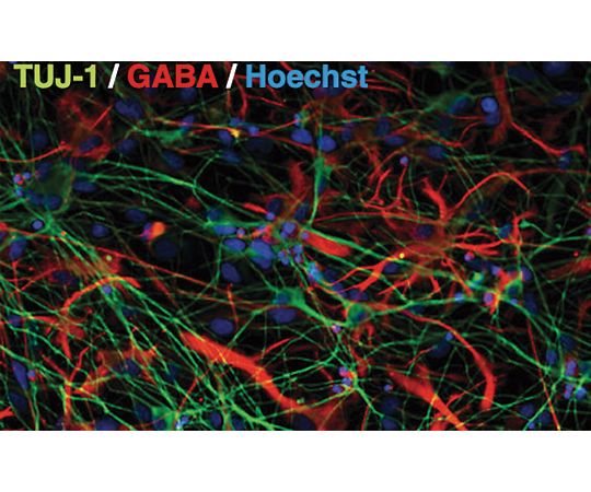 SynFire 神経細胞 GABA作動性神経細胞キット（Large） 1002-50 89-6570-64
